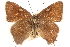  ( - BIOUG10893-D08)  @14 [ ] CreativeCommons - Attribution (2015) CBG Photography Group Centre for Biodiversity Genomics