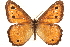  ( - BIOUG10946-A01)  @13 [ ] CreativeCommons - Attribution (2014) CBG Photography Group Centre for Biodiversity Genomics