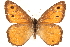  ( - BIOUG10946-A02)  @14 [ ] CreativeCommons - Attribution (2014) CBG Photography Group Centre for Biodiversity Genomics