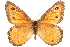 ( - BIOUG10946-A03)  @13 [ ] CreativeCommons - Attribution (2014) CBG Photography Group Centre for Biodiversity Genomics