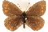  ( - BIOUG10946-B03)  @11 [ ] CreativeCommons - Attribution (2014) CBG Photography Group Centre for Biodiversity Genomics