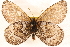  (Oeneis philipi - BIOUG10946-E02)  @15 [ ] CreativeCommons - Attribution (2014) CBG Photography Group Centre for Biodiversity Genomics