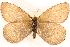  ( - BIOUG10946-E03)  @14 [ ] CreativeCommons - Attribution (2014) CBG Photography Group Centre for Biodiversity Genomics