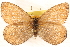  ( - BIOUG10946-E04)  @13 [ ] CreativeCommons - Attribution (2014) CBG Photography Group Centre for Biodiversity Genomics