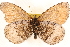  ( - BIOUG10946-E05)  @13 [ ] CreativeCommons - Attribution (2014) CBG Photography Group Centre for Biodiversity Genomics