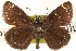  ( - BIOUG10946-E12)  @14 [ ] CreativeCommons - Attribution (2014) CBG Photography Group Centre for Biodiversity Genomics