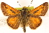  ( - BIOUG10946-F06)  @14 [ ] CreativeCommons - Attribution (2014) CBG Photography Group Centre for Biodiversity Genomics
