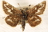  ( - BIOUG10946-F11)  @13 [ ] CreativeCommons - Attribution (2014) CBG Photography Group Centre for Biodiversity Genomics