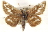  ( - BIOUG10946-F11.1)  @13 [ ] CreativeCommons - Attribution (2015) CBG Photography Group Centre for Biodiversity Genomics