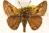  ( - BIOUG10946-F12)  @13 [ ] CreativeCommons - Attribution (2014) CBG Photography Group Centre for Biodiversity Genomics