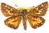  ( - BIOUG10946-G10)  @14 [ ] CreativeCommons - Attribution (2014) CBG Photography Group Centre for Biodiversity Genomics