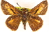  ( - BIOUG10946-G11)  @14 [ ] CreativeCommons - Attribution (2014) CBG Photography Group Centre for Biodiversity Genomics