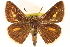 ( - BIOUG10946-G12)  @14 [ ] CreativeCommons - Attribution (2014) CBG Photography Group Centre for Biodiversity Genomics