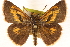  (Euphyes conspicua - BIOUG10946-H03)  @15 [ ] CreativeCommons - Attribution (2014) CBG Photography Group Centre for Biodiversity Genomics