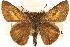  (Euphyes bimacula - BIOUG10946-H04)  @15 [ ] CreativeCommons - Attribution (2014) CBG Photography Group Centre for Biodiversity Genomics