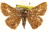  ( - BIOUG10946-H05)  @11 [ ] CreativeCommons - Attribution (2014) CBG Photography Group Centre for Biodiversity Genomics