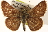  ( - BIOUG10946-H06)  @11 [ ] CreativeCommons - Attribution (2014) CBG Photography Group Centre for Biodiversity Genomics