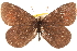  ( - BIOUG10950-A12)  @13 [ ] CreativeCommons - Attribution (2015) CBG Photography Group Centre for Biodiversity Genomics