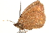  ( - BIOUG10950-F10)  @12 [ ] CreativeCommons - Attribution (2015) CBG Photography Group Centre for Biodiversity Genomics