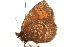  ( - BIOUG10950-G06)  @12 [ ] CreativeCommons - Attribution (2015) CBG Photography Group Centre for Biodiversity Genomics