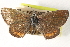  ( - BIOUG15631-B03)  @13 [ ] CreativeCommons - Attribution (2014) CBG Photography Group Centre for Biodiversity Genomics