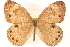  ( - BIOUG15631-C02)  @14 [ ] CreativeCommons - Attribution (2014) CBG Photography Group Centre for Biodiversity Genomics