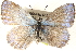  ( - BIOUG15631-C08)  @13 [ ] CreativeCommons - Attribution (2014) CBG Photography Group Centre for Biodiversity Genomics