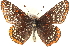  (Euphydryas phaeton - BIOUG15631-C12)  @14 [ ] CreativeCommons - Attribution (2014) CBG Photography Group Centre for Biodiversity Genomics