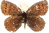  ( - BIOUG15631-D01)  @13 [ ] CreativeCommons - Attribution (2014) CBG Photography Group Centre for Biodiversity Genomics