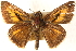  ( - BIOUG15631-D10)  @14 [ ] CreativeCommons - Attribution (2014) CBG Photography Group Centre for Biodiversity Genomics