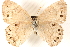  ( - BIOUG15631-E10)  @14 [ ] CreativeCommons - Attribution (2014) CBG Photography Group Centre for Biodiversity Genomics
