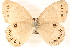  ( - BIOUG15631-E11)  @13 [ ] CreativeCommons - Attribution (2014) CBG Photography Group Centre for Biodiversity Genomics