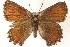  ( - BIOUG15631-E12)  @14 [ ] CreativeCommons - Attribution (2014) CBG Photography Group Centre for Biodiversity Genomics