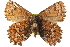 ( - BIOUG15631-G07)  @13 [ ] CreativeCommons - Attribution (2014) CBG Photography Group Centre for Biodiversity Genomics