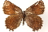  ( - BIOUG15631-G07)  @13 [ ] CreativeCommons - Attribution (2014) CBG Photography Group Centre for Biodiversity Genomics