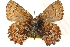  ( - BIOUG15631-G08)  @14 [ ] CreativeCommons - Attribution (2014) CBG Photography Group Centre for Biodiversity Genomics