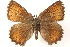 ( - BIOUG15631-G08)  @13 [ ] CreativeCommons - Attribution (2014) CBG Photography Group Centre for Biodiversity Genomics