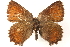  ( - BIOUG15631-G09)  @13 [ ] CreativeCommons - Attribution (2014) CBG Photography Group Centre for Biodiversity Genomics