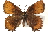  (Callophrys henrici - BIOUG15631-H04)  @14 [ ] CreativeCommons - Attribution (2014) CBG Photography Group Centre for Biodiversity Genomics