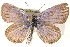  ( - CCDB-24271-B07)  @14 [ ] CreativeCommons - Attribution (2014) CBG Photography Group Centre for Biodiversity Genomics