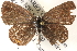  ( - CCDB-24271-B09)  @13 [ ] CreativeCommons - Attribution (2014) CBG Photography Group Centre for Biodiversity Genomics