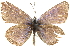  ( - CCDB-24271-D02)  @13 [ ] CreativeCommons - Attribution (2014) CBG Photography Group Centre for Biodiversity Genomics