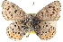  ( - CCDB-24271-D03)  @13 [ ] CreativeCommons - Attribution (2014) CBG Photography Group Centre for Biodiversity Genomics