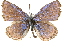  ( - CCDB-24271-D03)  @13 [ ] CreativeCommons - Attribution (2014) CBG Photography Group Centre for Biodiversity Genomics