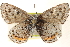  ( - CCDB-24271-D04)  @13 [ ] CreativeCommons - Attribution (2014) CBG Photography Group Centre for Biodiversity Genomics