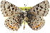  ( - CCDB-24271-D05.1)  @13 [ ] CreativeCommons - Attribution (2015) CBG Photography Group Centre for Biodiversity Genomics