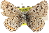  ( - CCDB-24271-D06)  @13 [ ] CreativeCommons - Attribution (2014) CBG Photography Group Centre for Biodiversity Genomics