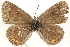  ( - CCDB-24271-D06)  @13 [ ] CreativeCommons - Attribution (2014) CBG Photography Group Centre for Biodiversity Genomics