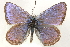  ( - CCDB-24271-D07)  @13 [ ] CreativeCommons - Attribution (2014) CBG Photography Group Centre for Biodiversity Genomics