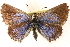  ( - CCDB-24271-D10)  @13 [ ] CreativeCommons - Attribution (2014) CBG Photography Group Centre for Biodiversity Genomics